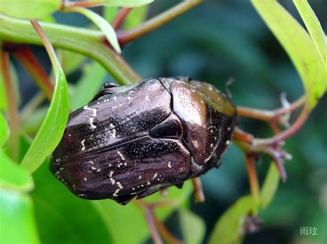 歐亞銅星花金龜|銅點花金龜 Protaetia culta culta